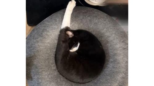 寝ている猫