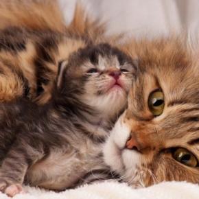 野良猫がホテルの客室で出産! 宿泊中の親子が見守るなか、3匹の赤ちゃん猫が無事誕生 スペイン