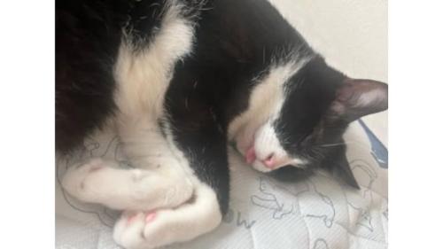 室内にいる猫