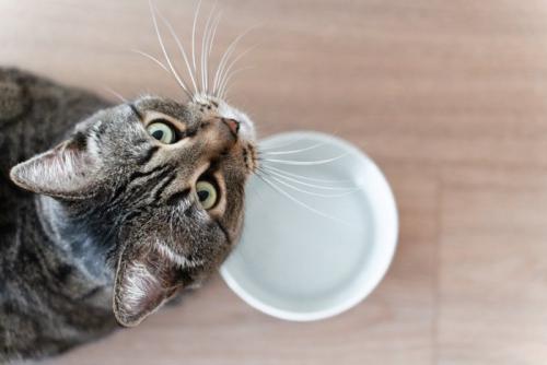 猫と空のお皿