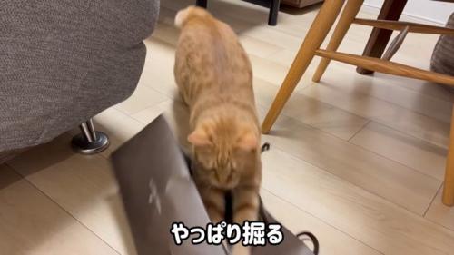 やっぱり掘る