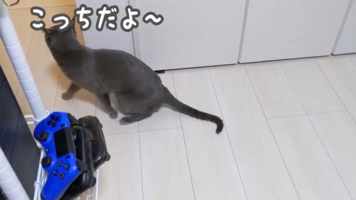 こっちだよというハムちゃん