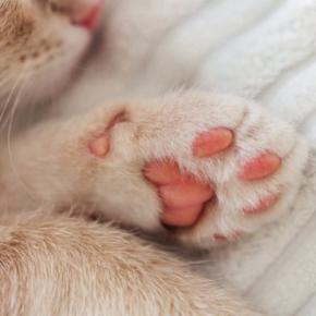 猫は『肉球の色』で性格が異なるの?4つのカラー別の傾向や違いが生まれる理由
