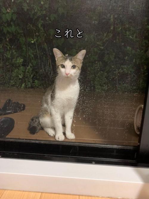 外にいる猫