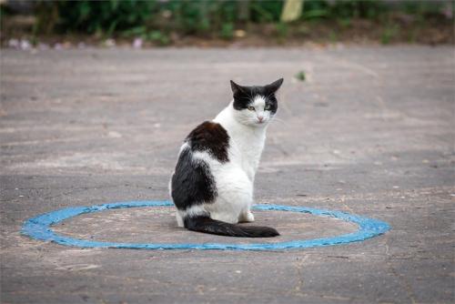 青い円のなかに座る猫