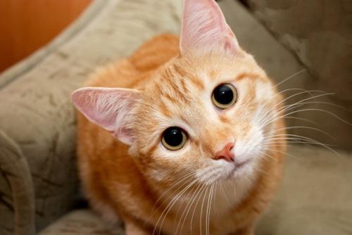 茶猫