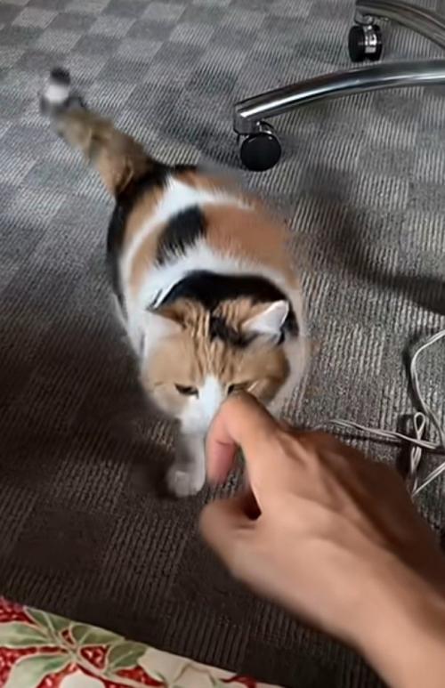 手にすり寄る猫