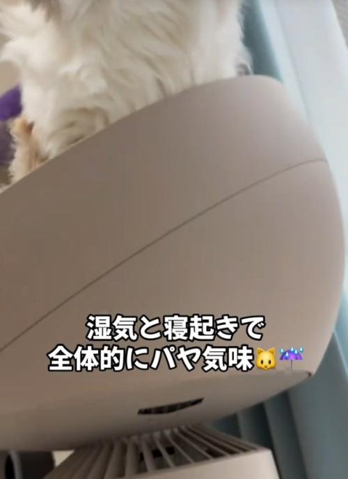 座る猫
