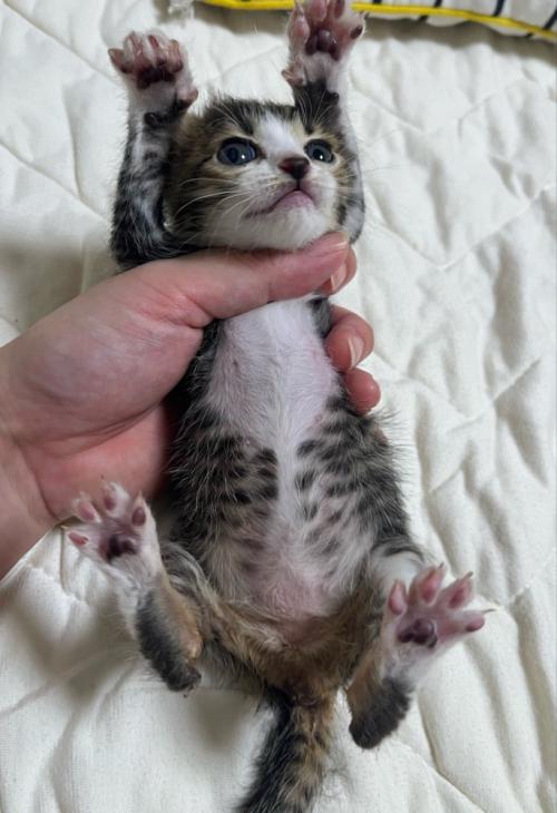 バンザイする子猫