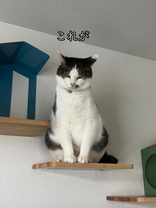 キャットウォークに乗る猫