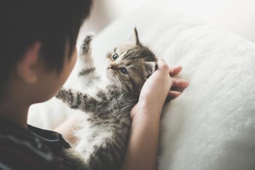 子猫と遊ぶ少年