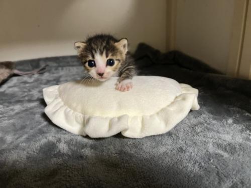 子猫とクッション