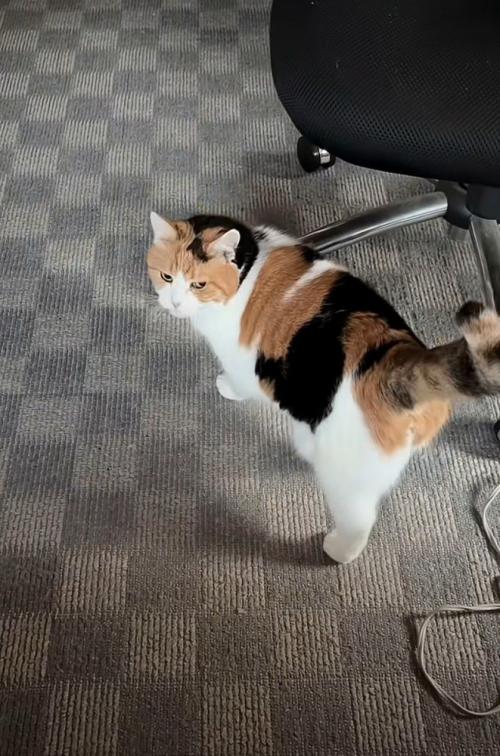 椅子付近で振り向く猫