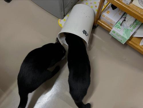 ゴミをあさる2匹の黒猫