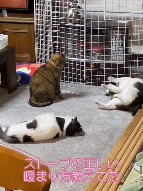 ストーブの前にいる猫たち