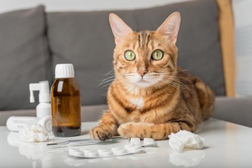 アレルギー関連の薬のそばで伏せている猫