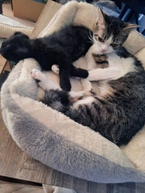 猫ベッドでくつろぐ黒猫とキジ白猫