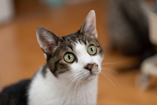 気になって見つめる可愛い猫