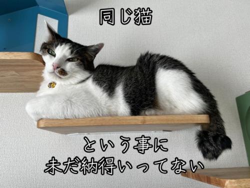 ステップに顔を乗せる猫