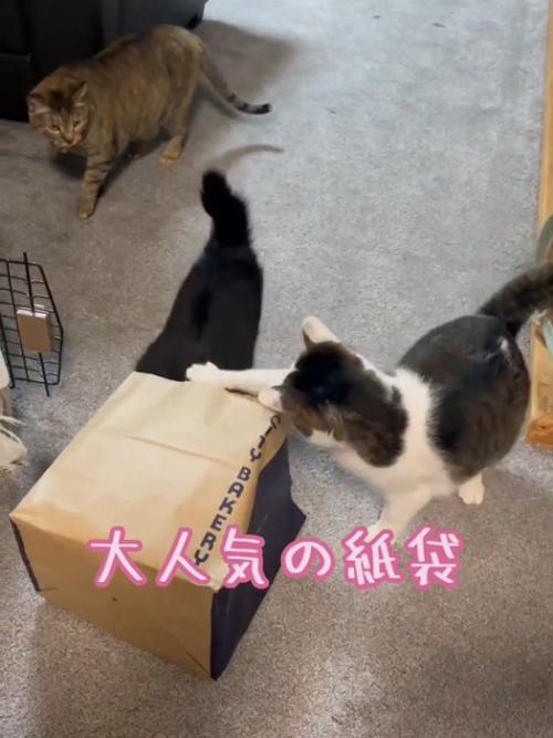紙袋に集まる猫たち