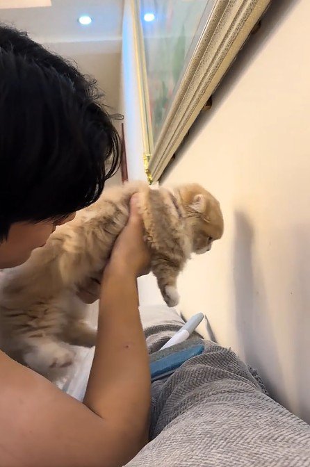 壁際で抱っこされた猫
