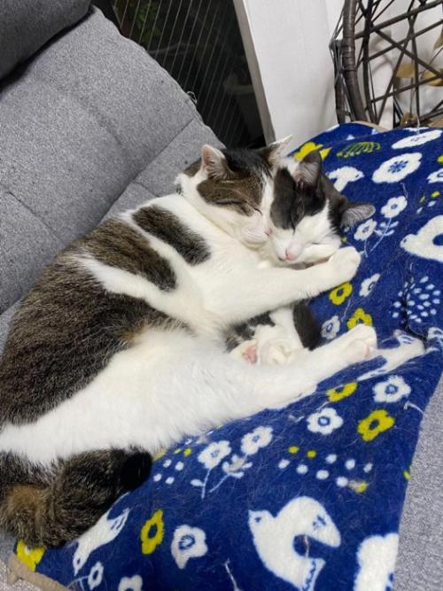 寄り添って寝る2匹の猫