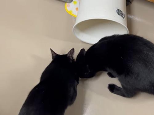 ゴミをあさる2匹の黒猫