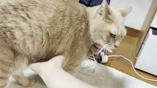 首元とお腹を撫でられる猫ちゃん（画像右側に充電ケーブルが映り込んでいます）