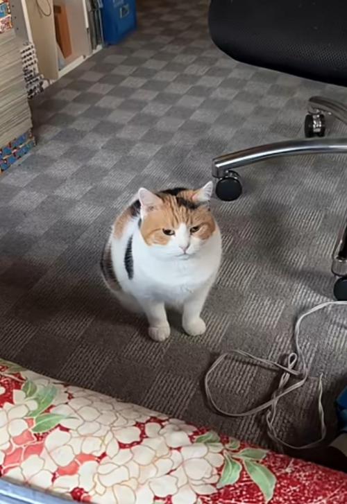 たたずむ猫