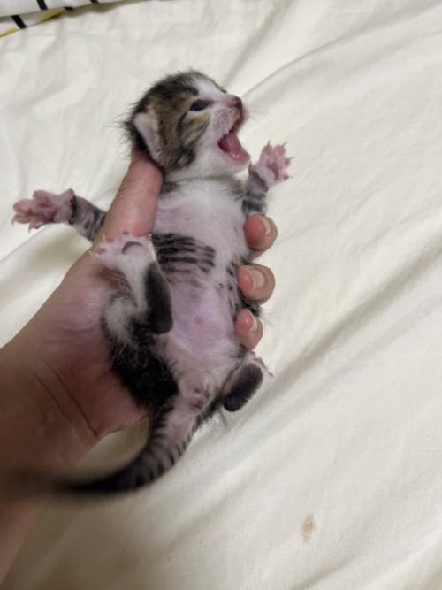 手で持たれて鳴く赤ちゃん猫