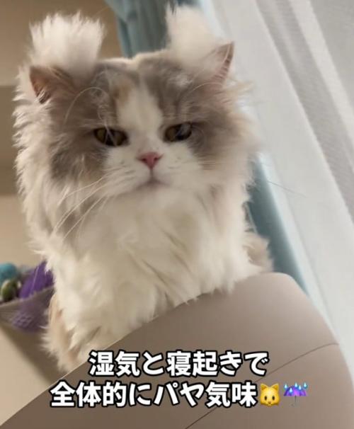 眠そうな猫