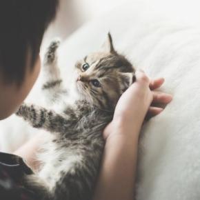 「6歳以下の子どもは猫を虐待する傾向がある」 ショッキングなデータを受けて、保護団体が防止キャンペーンを展開中 英国