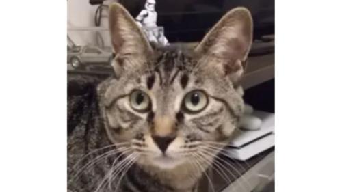 猫の顔
