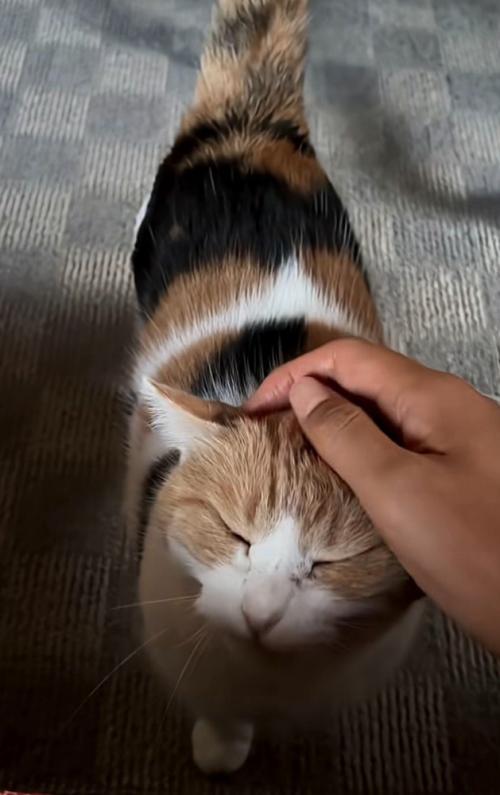 撫でられて目を細める猫