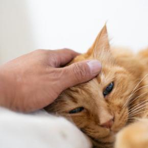 猫が『悲しい気持ち』のときにみせる行動4選　元気付ける方法はある？心がけたい接し方まで