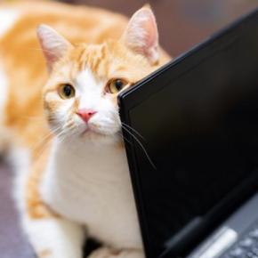 猫の行動で起こりうる『パソコントラブル』3選　故障を招く恐れも？予防するための方法も