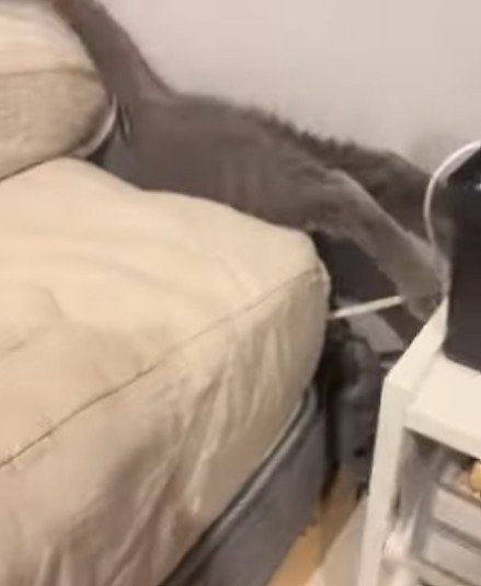 ベッドの隙間から抜け出せない猫