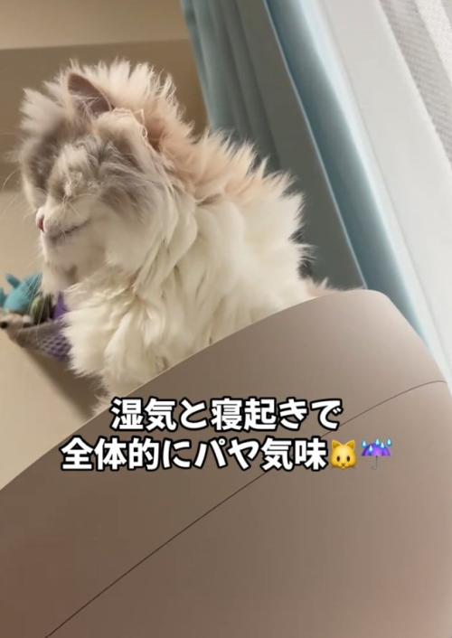 毛がパヤパヤの猫