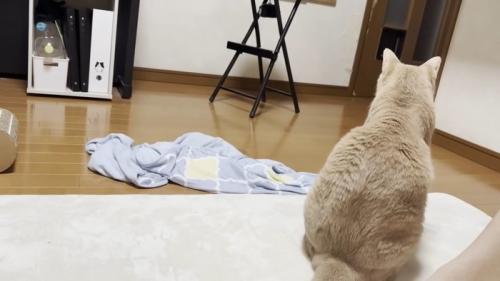 猫ちゃんの背中