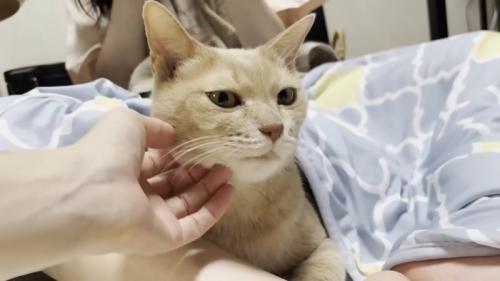右頬を撫でられる猫ちゃん（背後に娘さん、体にブランケットを被せてもらっている）
