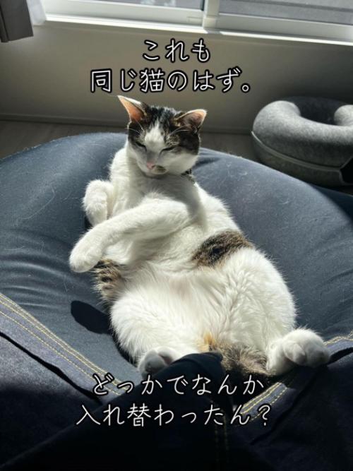 仰向けの猫