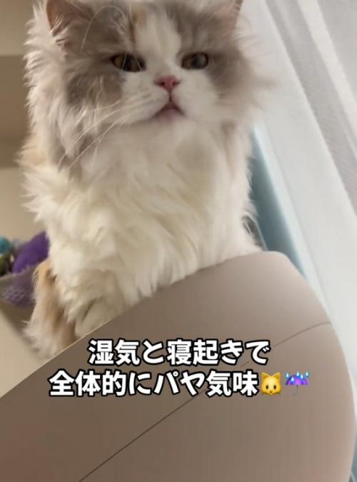 寝起きの猫