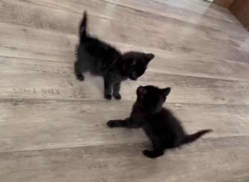 じゃれ合う2匹の黒猫