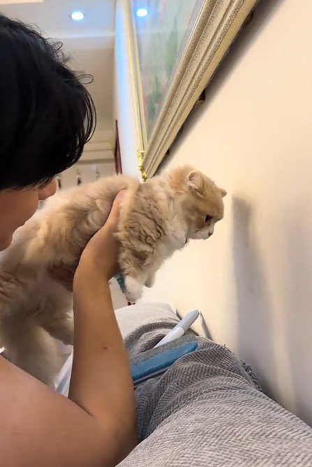 壁際で抱っこされた猫