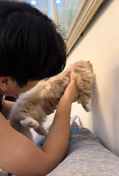 壁際で抱っこされた猫