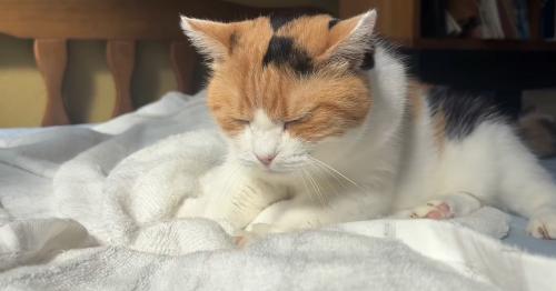 目を閉じた猫