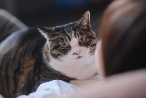 飼い主と猫