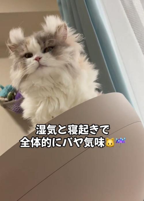 見下ろす猫