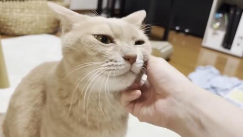 左頬を撫でてもらう猫ちゃん（お顔のアップ）