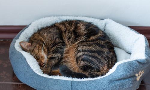 猫ベッドで丸くなる猫